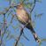 Chilean Mockingbird